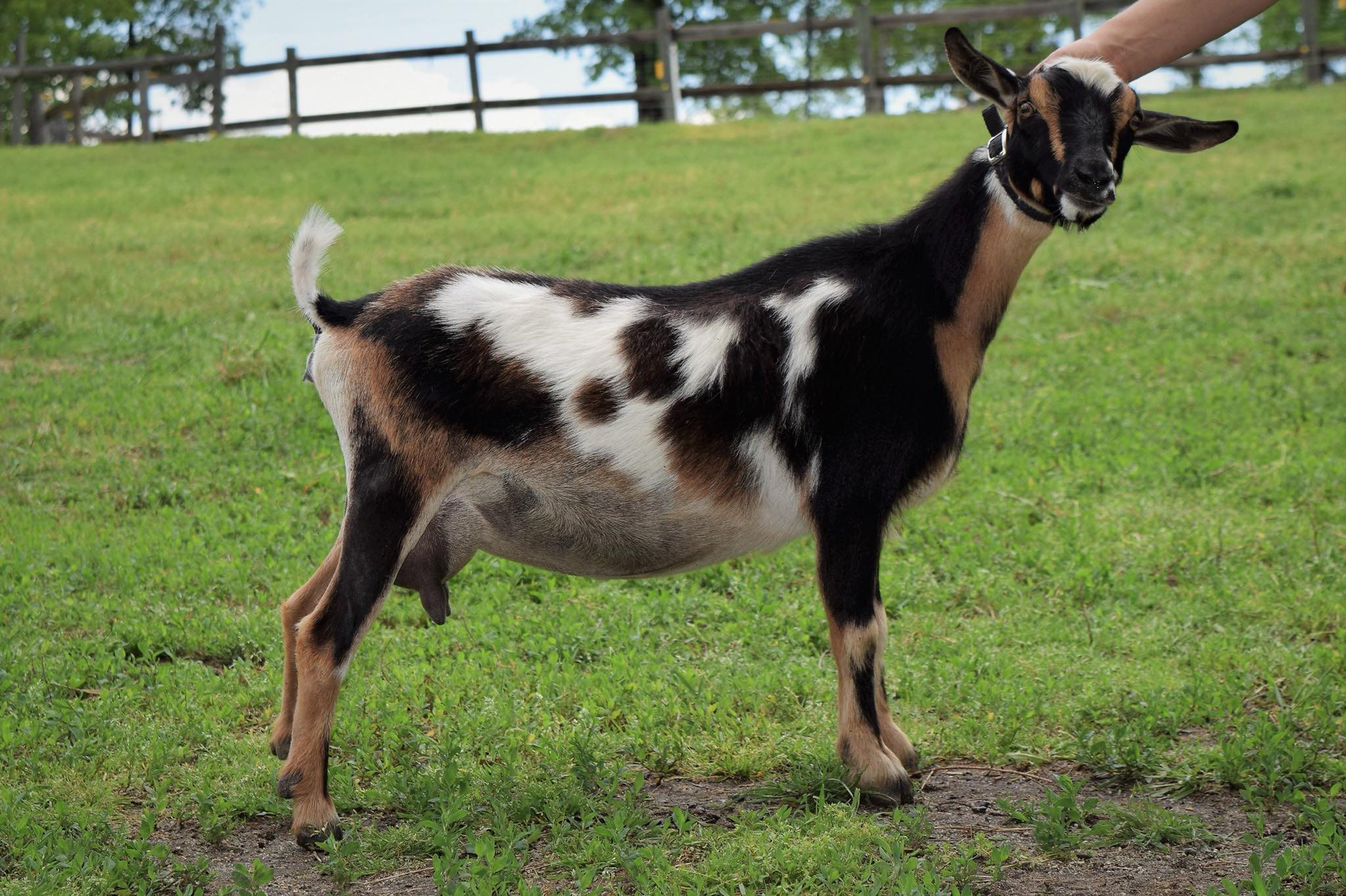 nigerian dwarf goat doe caprinew nmh naomi