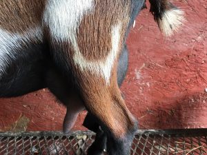 nigerian dwarf dairy goat doe dam