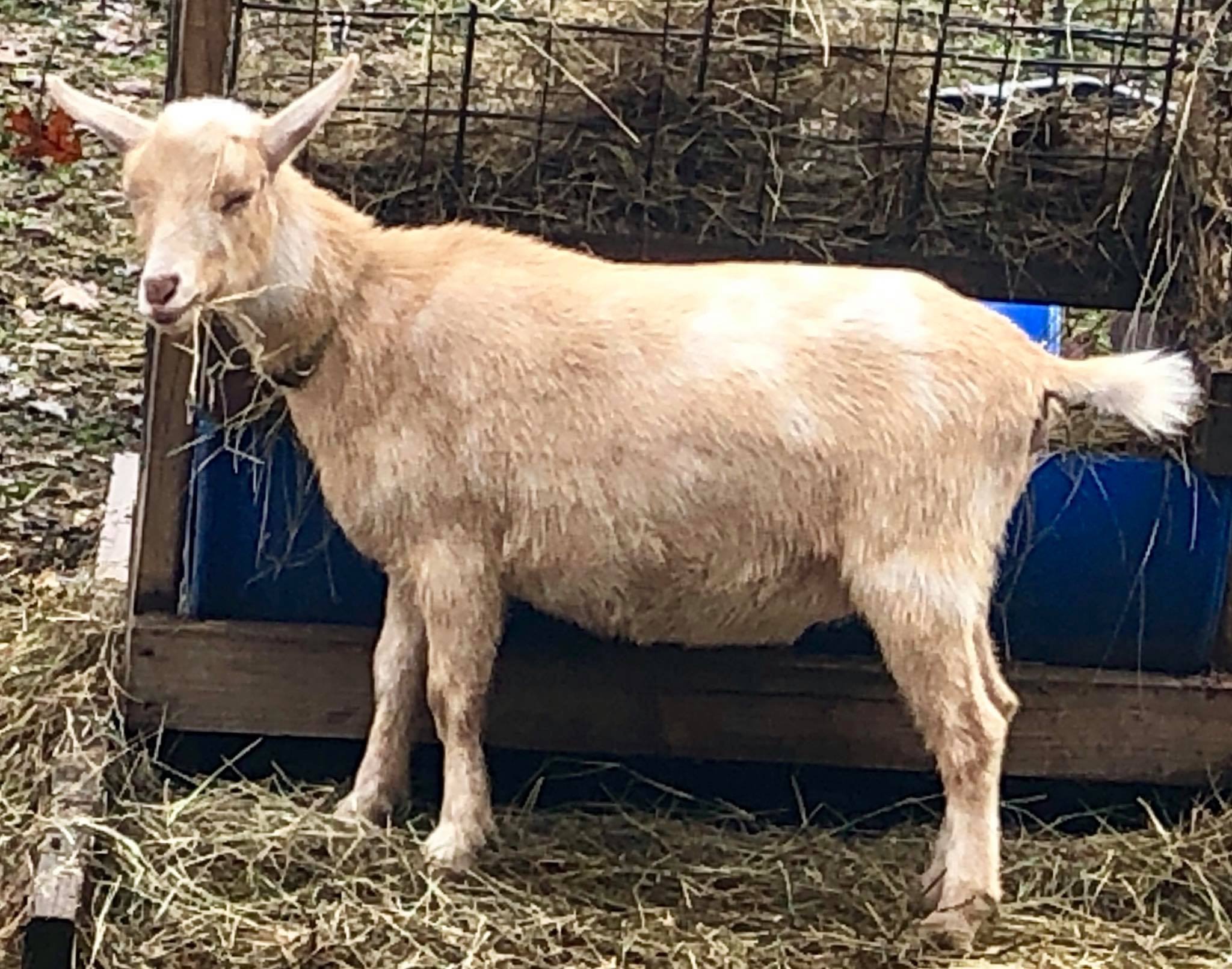 nigerian dwarf goat doe