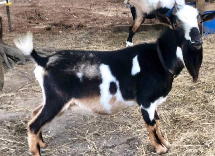 nigerian dwarf goat named dubliner