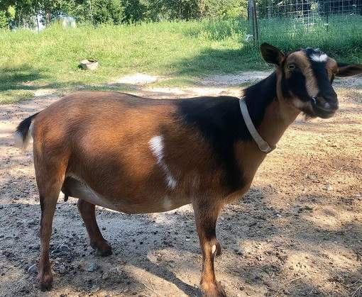 Nigerian Dwarf goat female doe Ari Eli Acres Buttercup