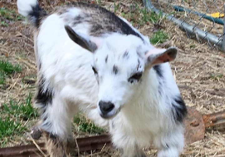 nigerian dwarf goat female doe caprinew j kyria